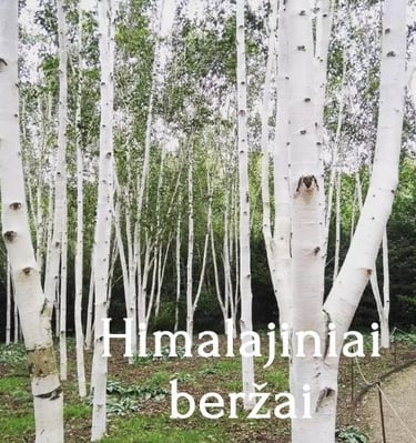 Himalajiniai beržai