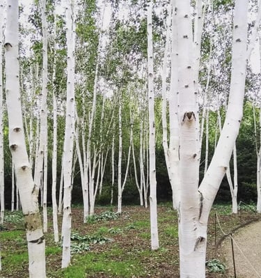 Himalajiniai beržai baltu kamienu Doorenbos