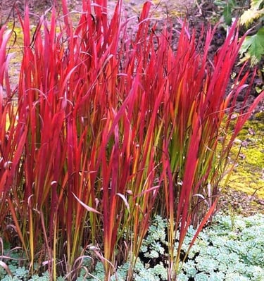 Imperata Red Baron