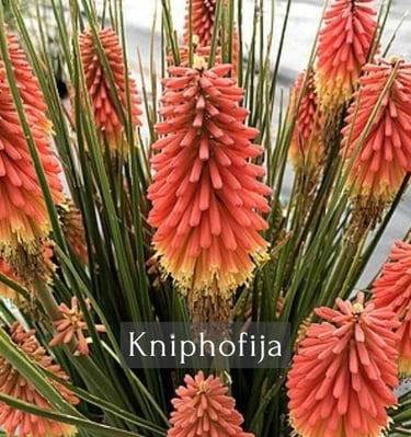 Kniphofija