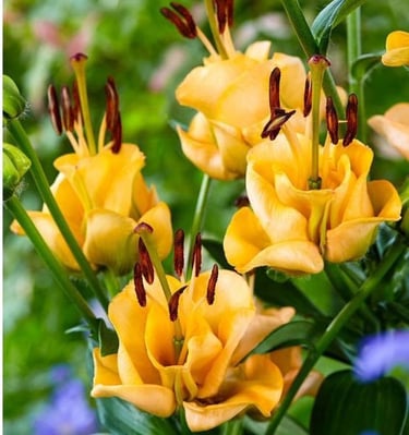 Lelija Apricot Fudge