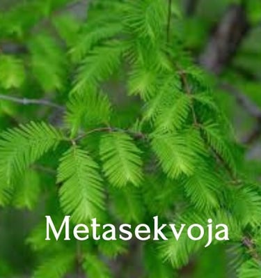 Metasekvojos