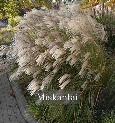 Miskantai
