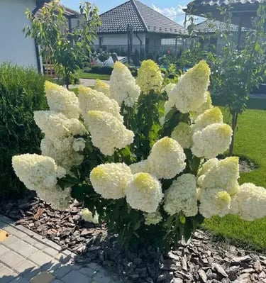 Hortenzija šluotelinė Polar Bear baltais žiedais