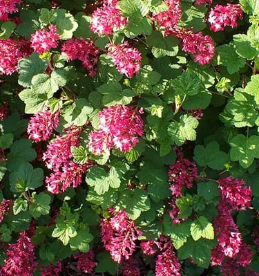 Raudonžiedis serbentas Pulborough Scarlet Ribes 