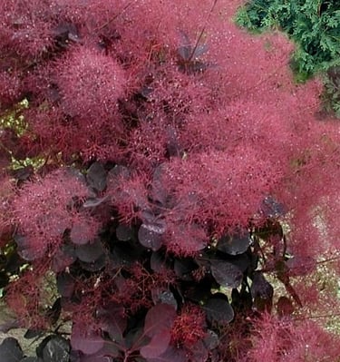 Pūkenis europinis raudonais lapais ir pūkuotais žiedais