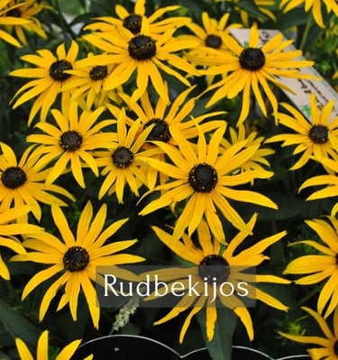 Vibrant yellow Black-eyed Susan flowers, also known as Rudbekijos, in a blooming summer garden.