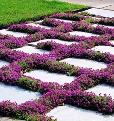 Kiliminis čiobrelis