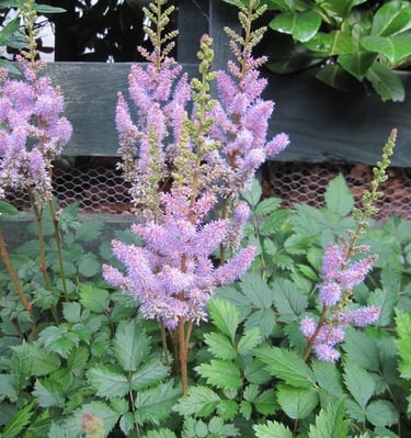 Astilbės su violetiniais žiedais