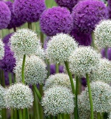 Dekoratyviniai česnakai