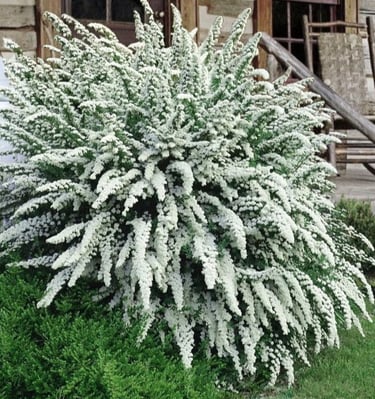 Lanksvos Snowmound ir Grefsheim