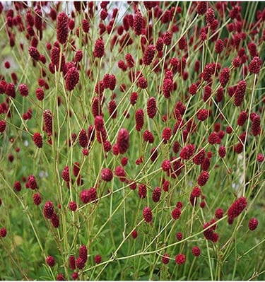 Vaistinė kraujalakė