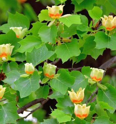 Tulpmedis - medis kurio žiedai atrodo kaip tulpės