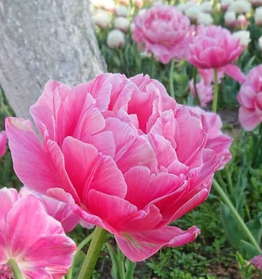 Pilnavidurė tulpė Aveyron