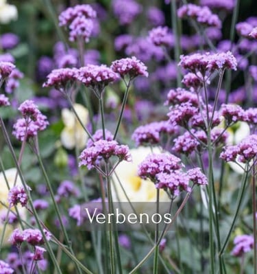 Verbenos