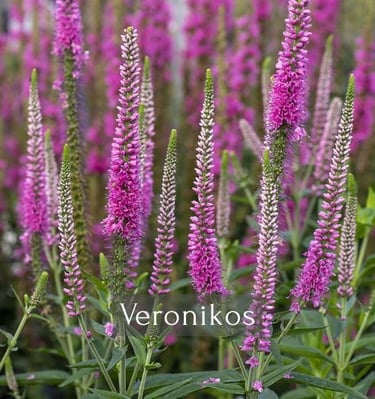 Veronikos