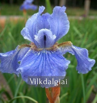 Vilkdalgiai