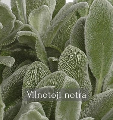 Vilnotoji notra