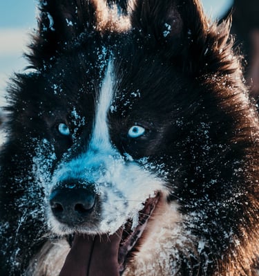 A black and white Taïmyr dog with bright blue eyes and snow on its face outdoors.