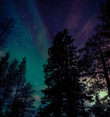 Vibrant aurora borealis over a dark pine forest under a starry night sky.