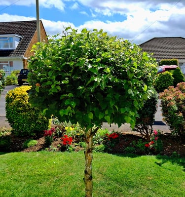 Garden Services in Hucclecote Gloucester