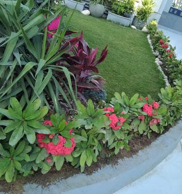 newgreentouch Landscaping plants for outdoor in egypt