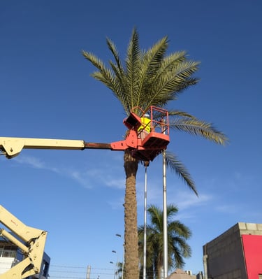 newgreentouch Landscaping maintenance