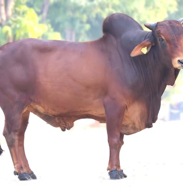 a red sahiwal bull in the middle of a farm