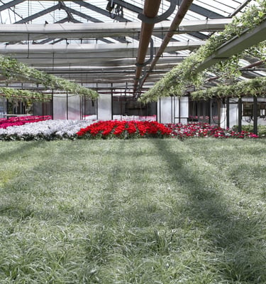 plantes pour la toussaint