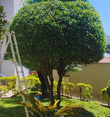 jardinagem-confiare-poda