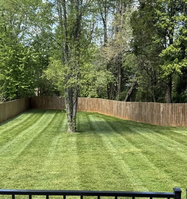 tall fescue green grass