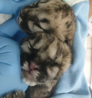 ecografía veterinaria