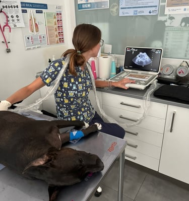 veterinario
