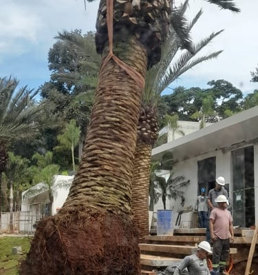 Plantio e Colocação de Árvores
