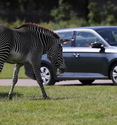 Safari drive with Days Outs