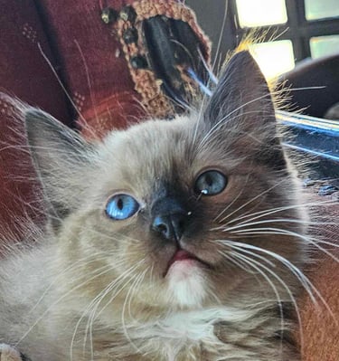 mitted mink ragdoll kitten blue eyed kitten