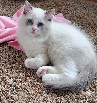 bi color blue mitted ragdoll cat blue eyed TICA registered ragdoll cat