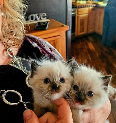 two mitted seal point ragdoll kittens