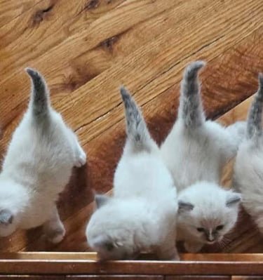 litter TICA registered ragdoll kittens