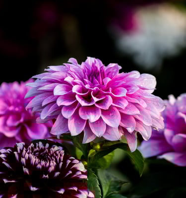 nature photography by ciri captures