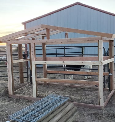 framing for a custom dog house on a ranch outside of Colorado Springs, El Paso County.  two yak are in the background.
