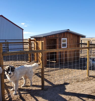 Colorado Springs custom dog house with round post and hog wire fenced in dog run area. two Colorado mountain dogs.