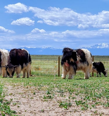 Round post fence in El Paso County with hog wire and barbed wire keeping 4 yak enclosed.  Pikes Peak seen in the distance.