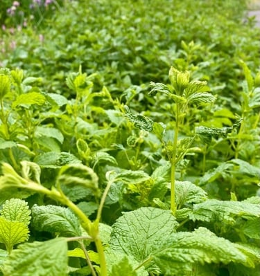 Herbal garden showing lemon balm, oregano, calendula flowers