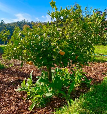 a mandarin tree with organic comfrey growing below