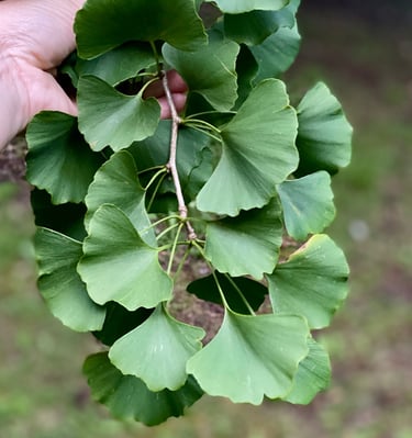 Ginkgo leaves green
