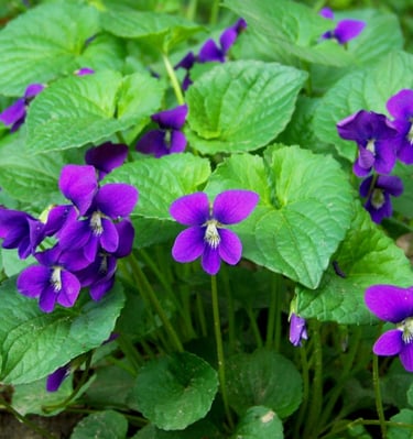 wild voilet flowers and leaves