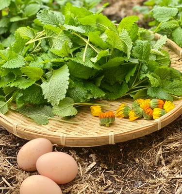 organic lemon balm leaves, calendula flowers and 3 eggs in a woven basket