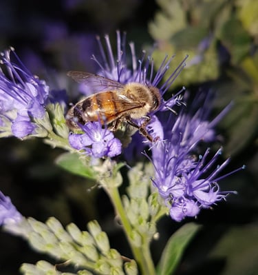 a bee on a flower with a bee on it