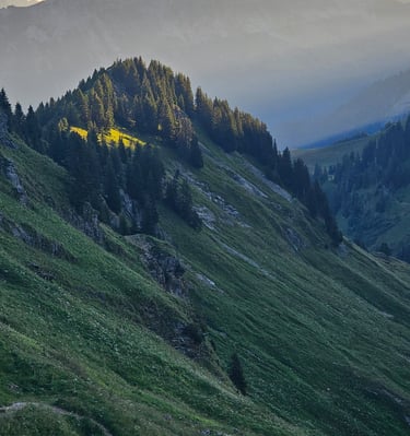 a horse is standing on a grassy hill